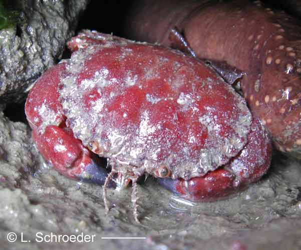 Cancer oregonensis