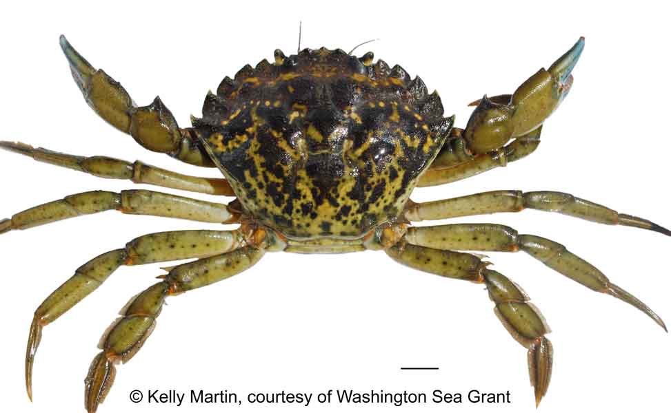 Carcinus maenas