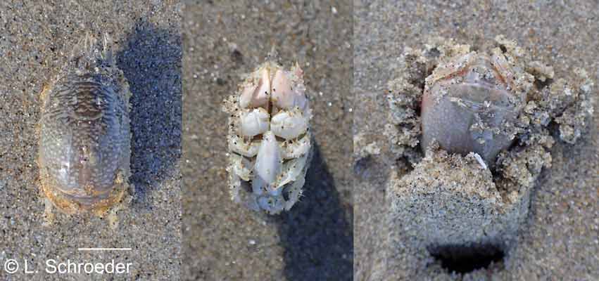 Emerita analoga