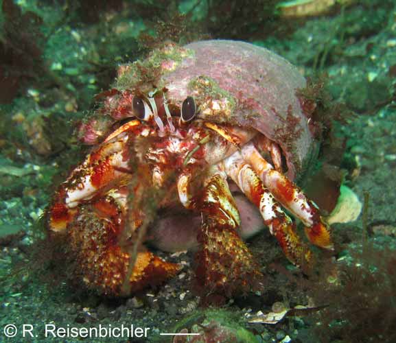 Pagurus armatus