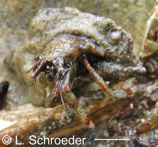 Pagurus beringanus