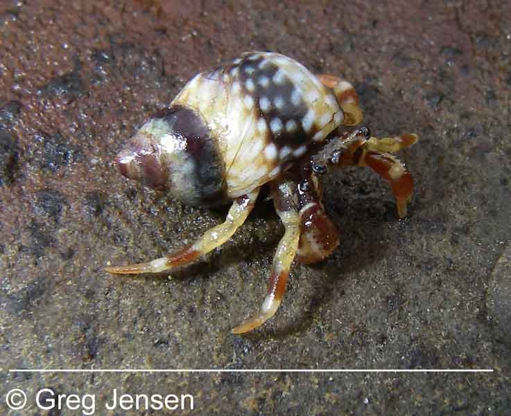 Pagurus holmi