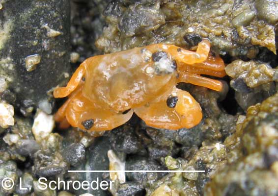 Pinnixa faba