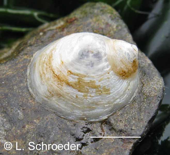 Calyptraea fastigiata