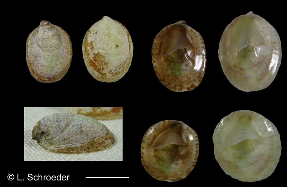 Crepidula convexa