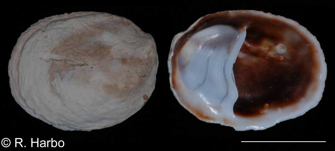 Crepidula fimbriata