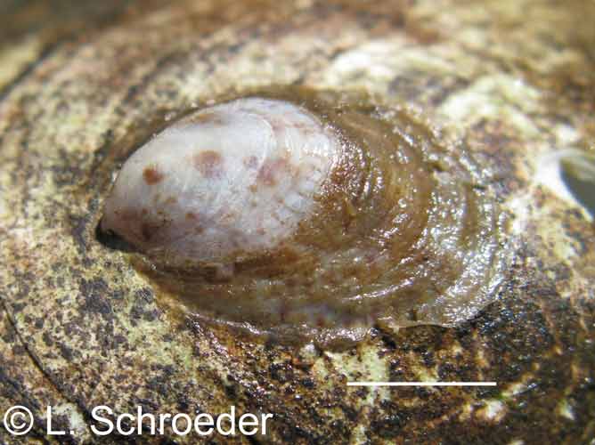 Crepidula fornicata