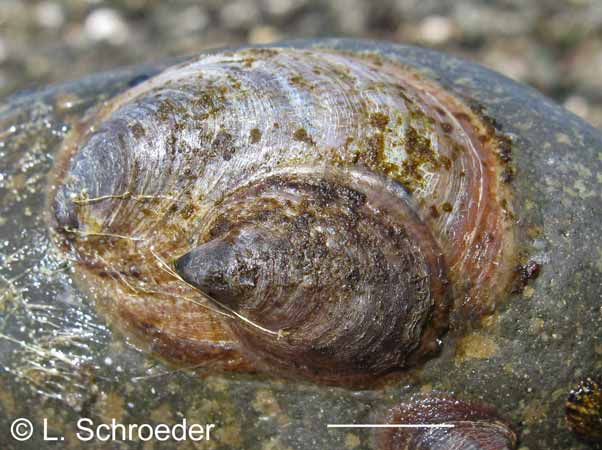 Crepidula onyx