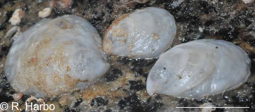Crepidula perforans