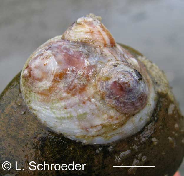 Crepipatella lingulata
