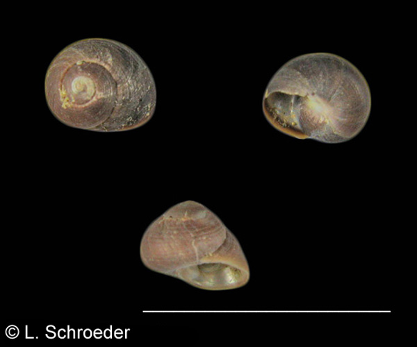 Homalopoma baculum
