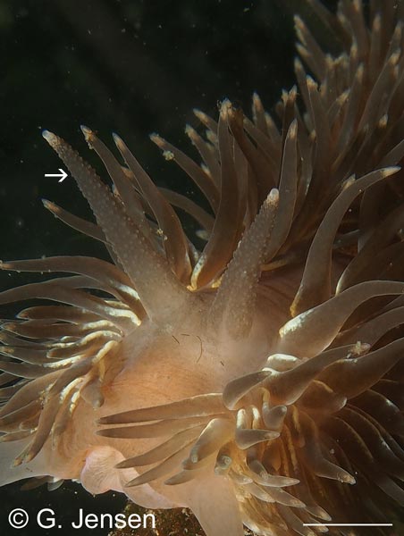Aeolidia loui