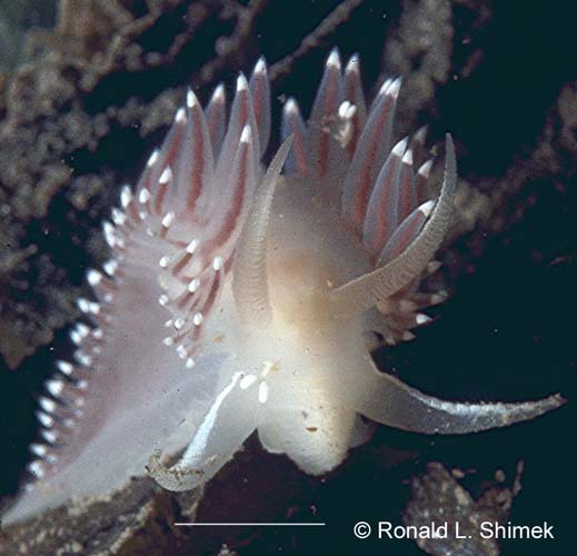 Coryphella trophina