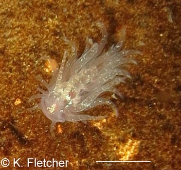 Cumanotus fernaldi
