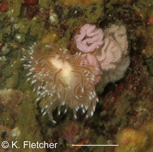Cuthona divae