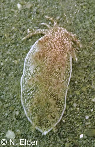 Dendronotus albopunctatus
