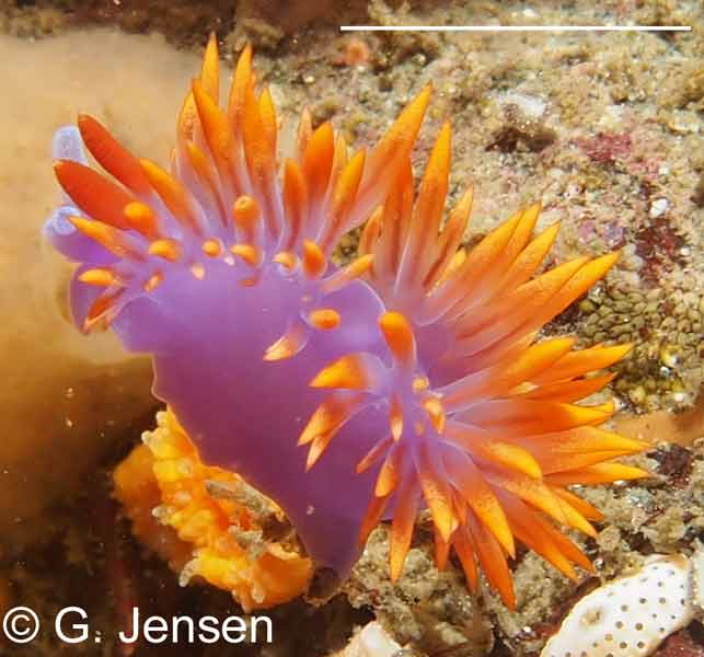 Flabellinopsis iodinea