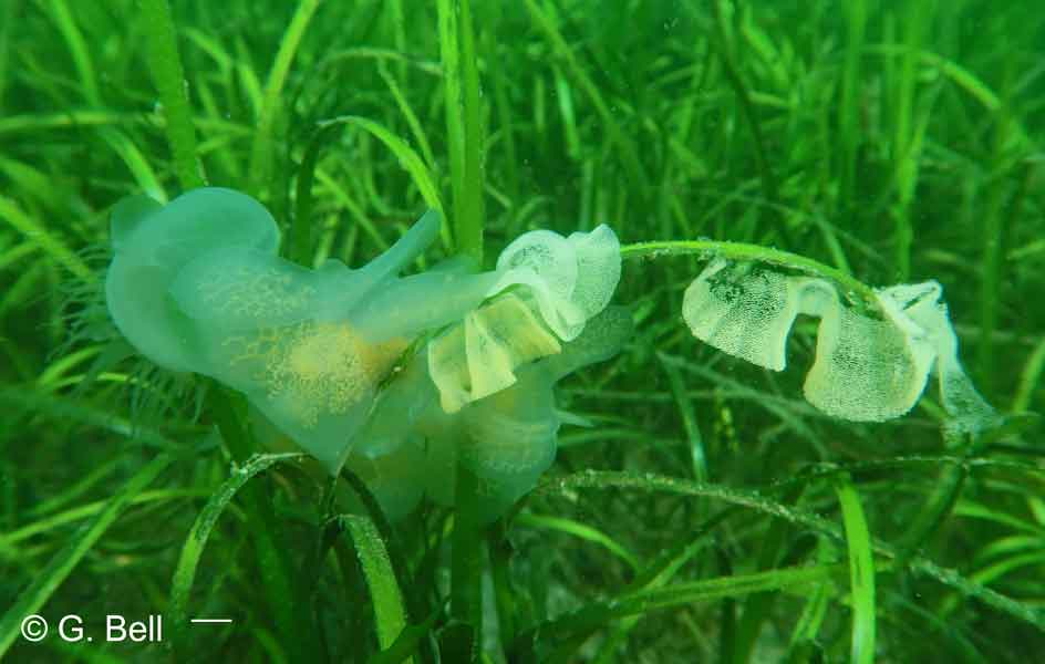 Melibe leonina