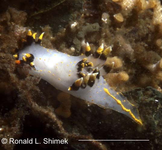 Polycera tricolor